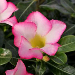 Desert Rose, Pink Flowers